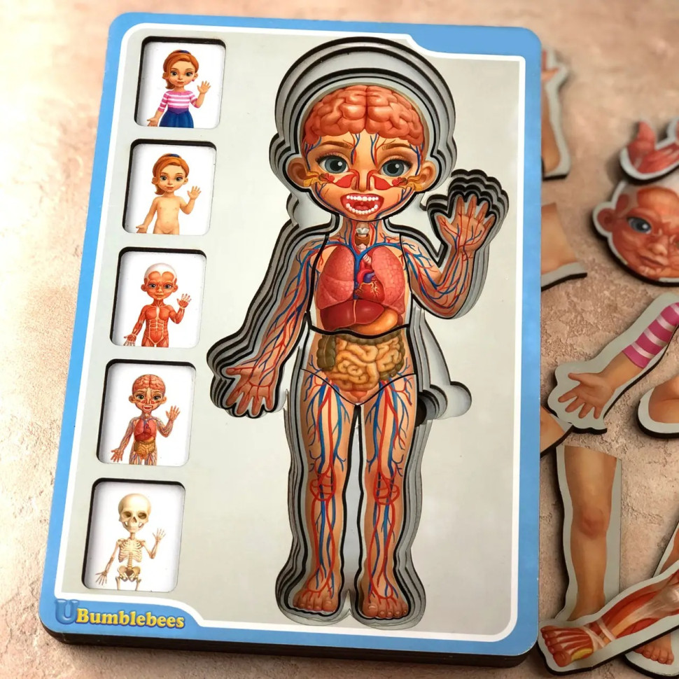 Дерев'яний пазл-вкладиш "Анатомія людини – дівчинка" Ubumblebees будова тіла Дерев'яний пазл-вкладиш "Анатомія людини – дівчинка" Ubumblebees будова тіла - Зображення 5